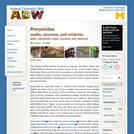 Procyonidae: Information