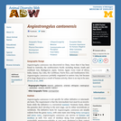 Angiostrongylus cantonensis: Information