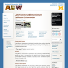 Ambystoma jeffersonianum: Information