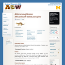 Atherurus africanus: Information