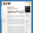 Amphiumidae: Information