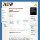 Brachyteles arachnoides: Information