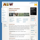 Athene cunicularia: Information