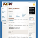 Aplysia dactylomela: Information