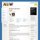 Auriparus flaviceps: Information