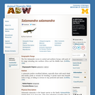 Salamandra salamandra: Information