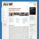 Arctocephalus forsteri: Information