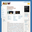 Pteropodidae: Information