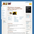 Rhynchocyon chrysopygus: Information