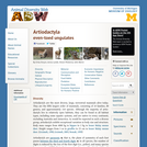Artiodactyla: Information