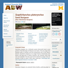 Scaphirhynchus platorynchus: Information