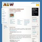 Arctocebus calabarensis: Information