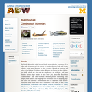 Blenniidae: Information