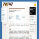 Ammospermophilus interpres: Information