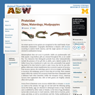 Proteidae: Information