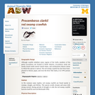 Procambarus clarkii: Information