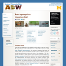 Anas cyanoptera: Information