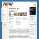 Anthropoides virgo: Information
