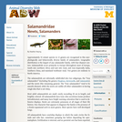 Salamandridae: Information