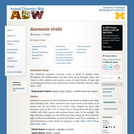 Anemonia viridis: Information