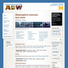 Balaenoptera musculus: Information