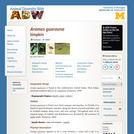 Aramus guarauna: Information