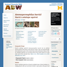 Ammospermophilus harrisii: Information