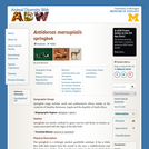 Antidorcas marsupialis: Information