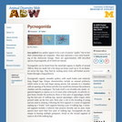 Pycnogonida: Information