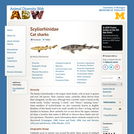 Scyliorhinidae: Information