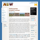Antilocapridae: Information