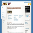 Ammospermophilus leucurus: Information
