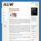 Rhinopomatidae: Information