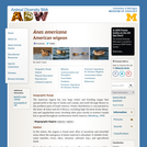 Anas americana: Information