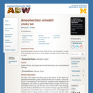 Amorphochilus schnablii: Information