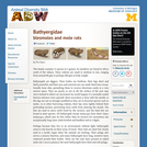 Bathyergidae: Information
