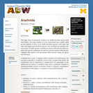 Arachnida: Information