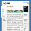 Rhacophoridae: Information