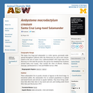 Ambystoma macrodactylum croceum: Information
