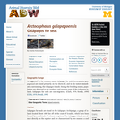 Arctocephalus galapagoensis: Information