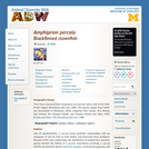 Amphiprion percula: Information