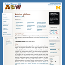 Asterina gibbosa: Information