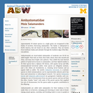 Ambystomatidae: Information