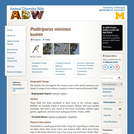 Psaltriparus minimus: Information