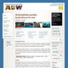 Arctocephalus pusillus: Information