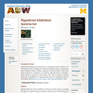 Pygoderma bilabiatum: Information