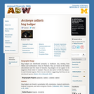 Arctonyx collaris: Information