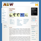 Apodidae: Information