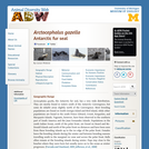 Arctocephalus gazella: Information