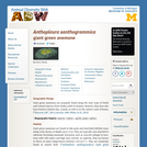 Anthopleura xanthogrammica: Information